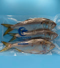 Bunker-3 Pack Vacuum Sealed Bags (8 packs per case)