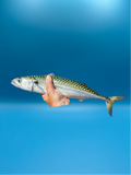 Mackerel-Local Boston 15 lb Flat (Bluewater Premium Baits Brand)
