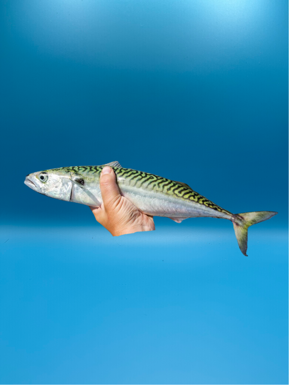 Mackerel-Local Boston 15 lb Flat (Bluewater Premium Baits Brand)