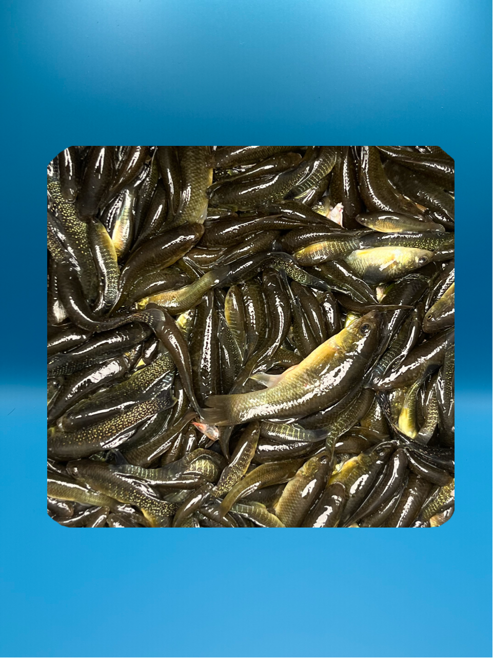 Live Killies (Sold by the pint)