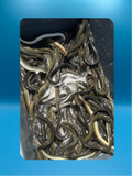 Live Eels (Sold by the pound)