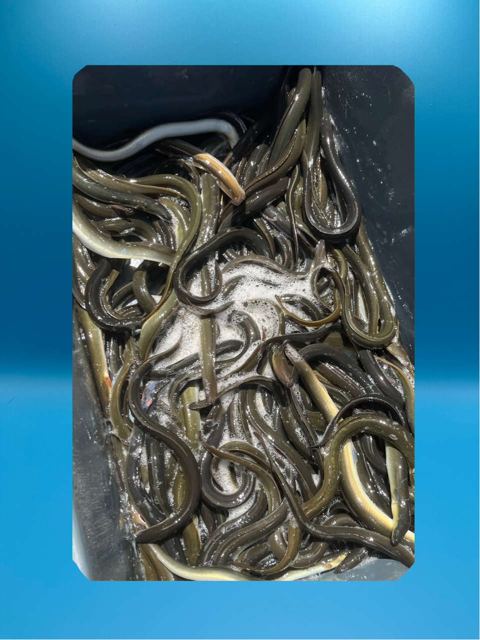 Live Eels (Sold by the pound)